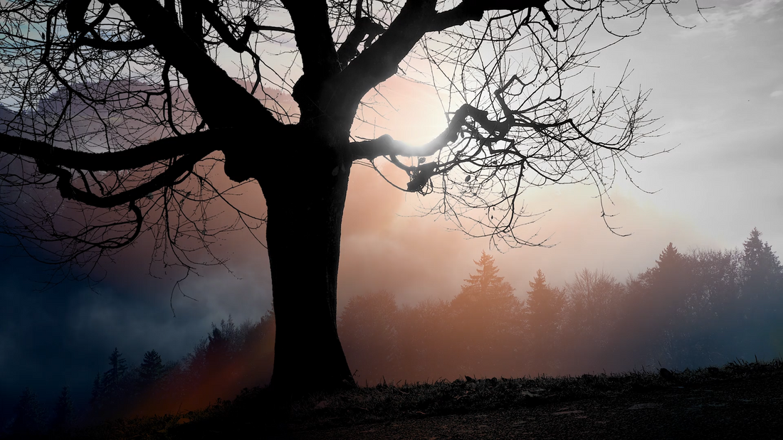 Outdoor Mornings: Why Nature Changes the Way We Think